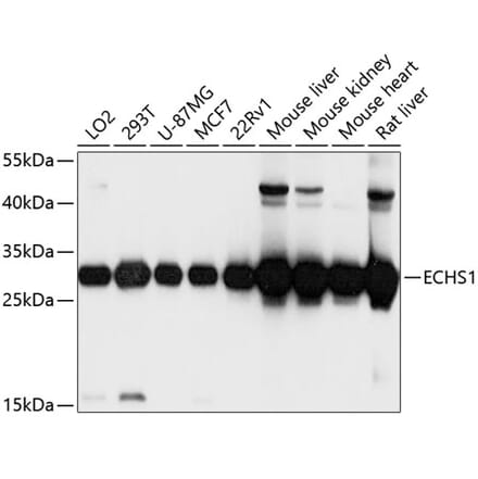 Western Blot - Anti-ECHS1 Antibody (A14476) - Antibodies.com