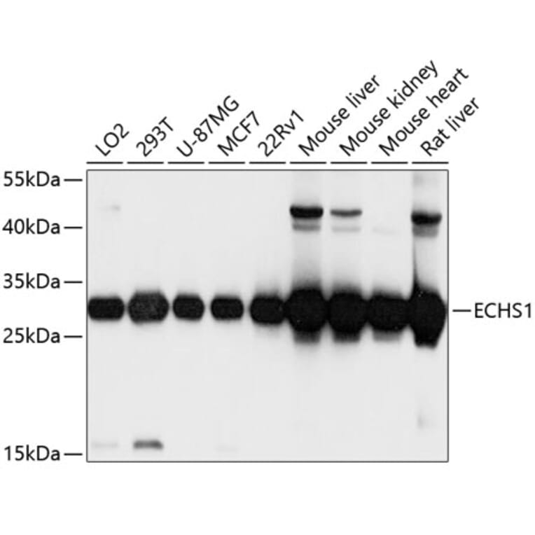 Western Blot - Anti-ECHS1 Antibody (A14476) - Antibodies.com