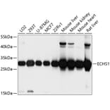 Western Blot - Anti-ECHS1 Antibody (A14476) - Antibodies.com