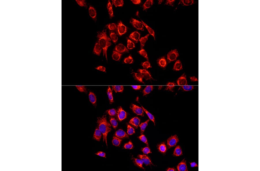 Immunofluorescence - Anti-ECHS1 Antibody (A14476) - Antibodies.com