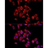 Immunofluorescence - Anti-ECHS1 Antibody (A14476) - Antibodies.com