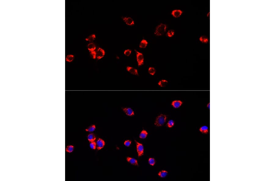 Immunofluorescence - Anti-ECHS1 Antibody (A14476) - Antibodies.com