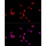 Immunofluorescence - Anti-ECHS1 Antibody (A14476) - Antibodies.com