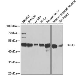 Western Blot - Anti-ENO3 Antibody (A14478) - Antibodies.com