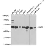 Western Blot - Anti-ENO3 Antibody (A14478) - Antibodies.com