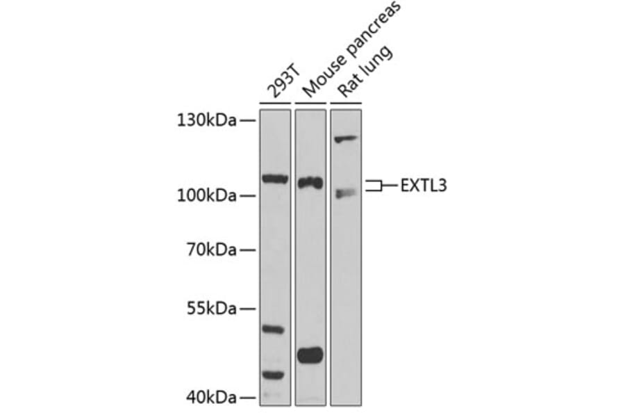 Western Blot - Anti-EXTL3 Antibody (A14479) - Antibodies.com