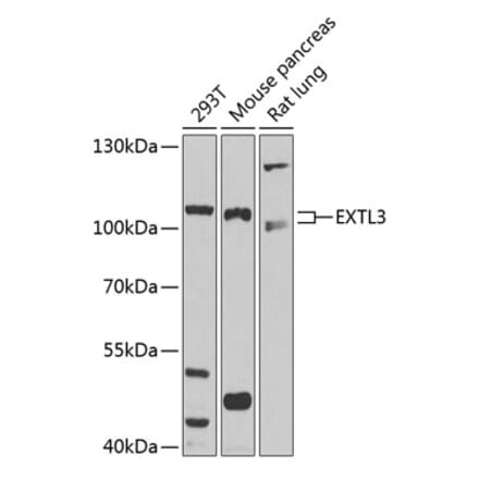 Western Blot - Anti-EXTL3 Antibody (A14479) - Antibodies.com