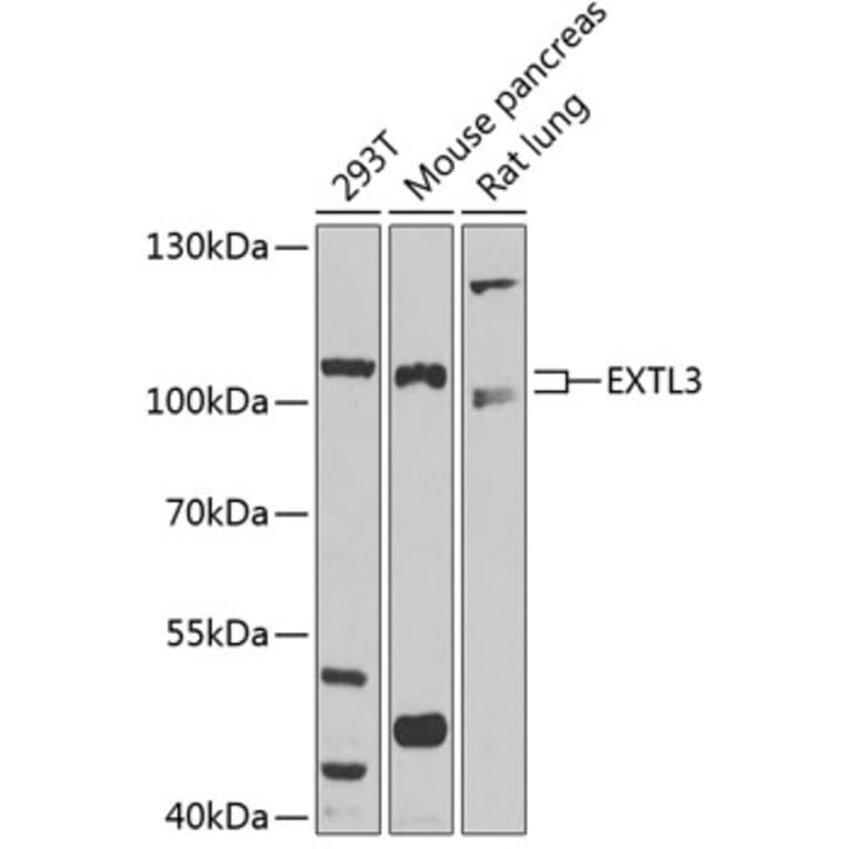 Western Blot - Anti-EXTL3 Antibody (A14479) - Antibodies.com