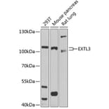 Western Blot - Anti-EXTL3 Antibody (A14479) - Antibodies.com