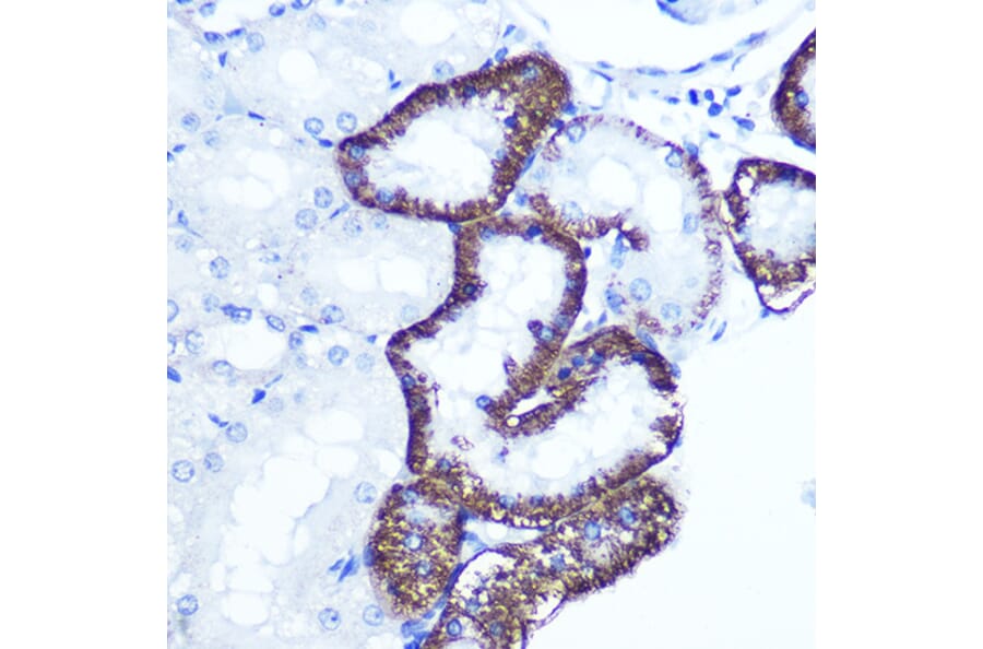 Immunohistochemistry - Anti-EXTL3 Antibody (A14479) - Antibodies.com