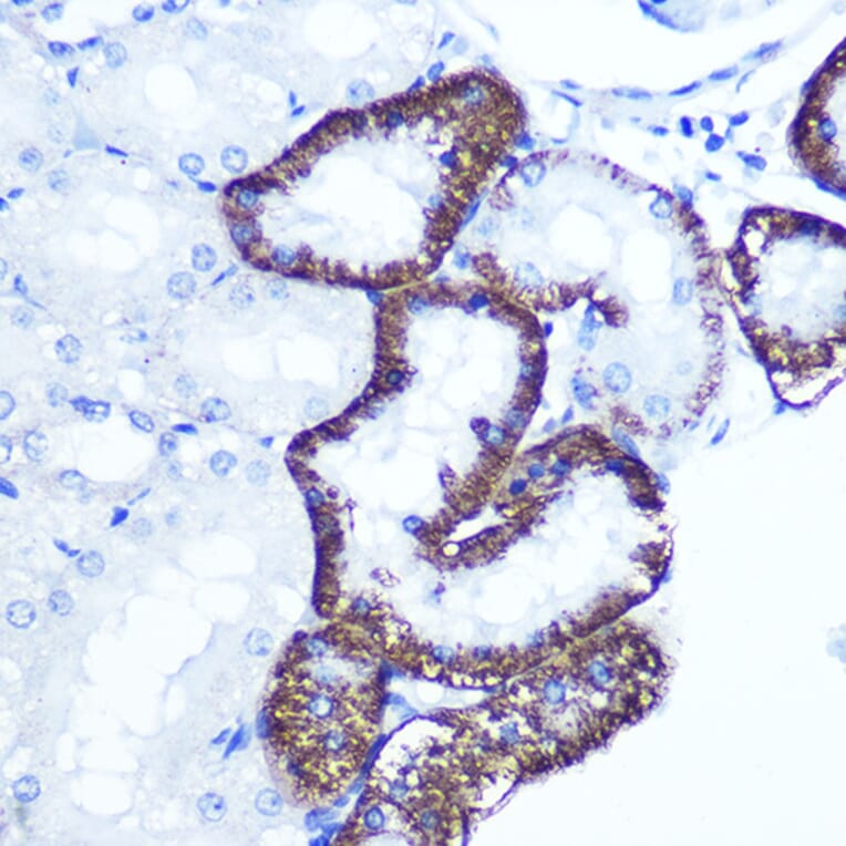 Immunohistochemistry - Anti-EXTL3 Antibody (A14479) - Antibodies.com
