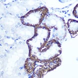 Immunohistochemistry - Anti-EXTL3 Antibody (A14479) - Antibodies.com