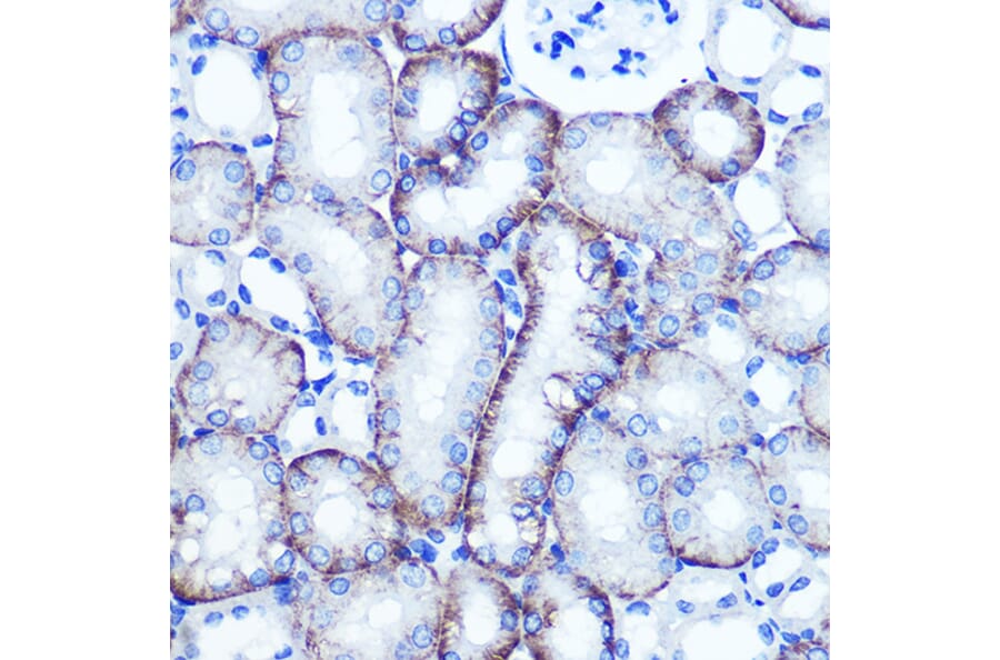 Immunohistochemistry - Anti-EXTL3 Antibody (A14479) - Antibodies.com
