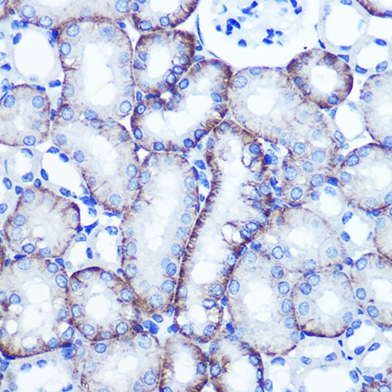 Immunohistochemistry - Anti-EXTL3 Antibody (A14479) - Antibodies.com