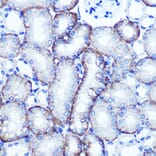 Immunohistochemistry - Anti-EXTL3 Antibody (A14479) - Antibodies.com