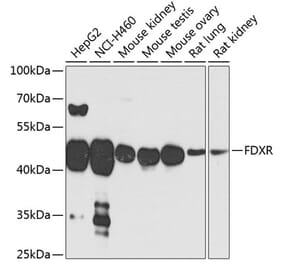 Western Blot - Anti-Ferredoxin Reductase Antibody (A14480) - Antibodies.com