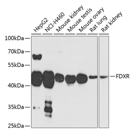 Western Blot - Anti-Ferredoxin Reductase Antibody (A14480) - Antibodies.com
