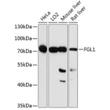 Western Blot - Anti-FGL1 Antibody (A3862) - Antibodies.com
