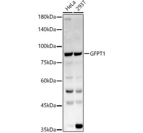 Western Blot - Anti-GFPT1 Antibody (A14483) - Antibodies.com