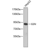 Western Blot - Anti-GSN Antibody (A3903) - Antibodies.com