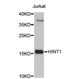 Western Blot - Anti-HINT1 Antibody (A3912) - Antibodies.com