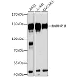 Western Blot - Anti-hnRNP U/p120 Antibody (A14488) - Antibodies.com