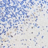 Immunohistochemistry - Anti-hnRNP U/p120 Antibody (A14488) - Antibodies.com