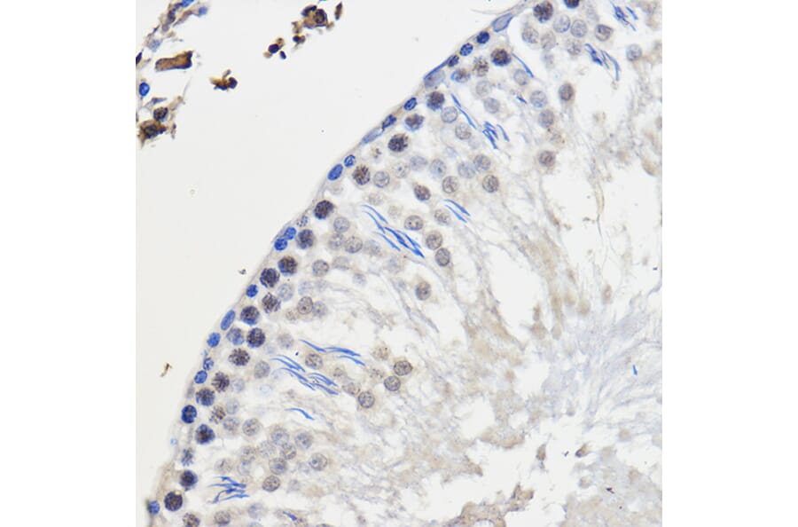 Immunohistochemistry - Anti-hnRNP U/p120 Antibody (A14488) - Antibodies.com