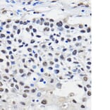Immunohistochemistry - Anti-hnRNP U/p120 Antibody (A14488) - Antibodies.com