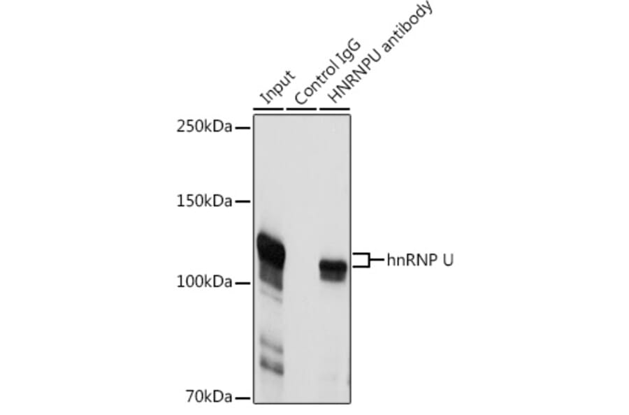 Western Blot - Anti-hnRNP U/p120 Antibody (A14488) - Antibodies.com