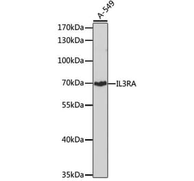 Western Blot - Anti-IL3RA/CD123 Antibody (A14489) - Antibodies.com