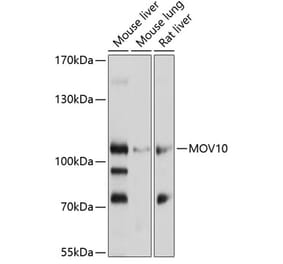 Western Blot - Anti-Mov10 Antibody (A14495) - Antibodies.com