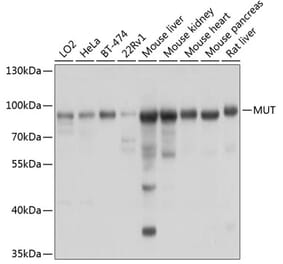 Western Blot - Anti-Methylmalonyl Coenzyme A mutase Antibody (A14496) - Antibodies.com