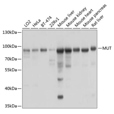Western Blot - Anti-Methylmalonyl Coenzyme A mutase Antibody (A14496) - Antibodies.com