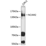 Western Blot - Anti-NCAM2 Antibody (A3973) - Antibodies.com