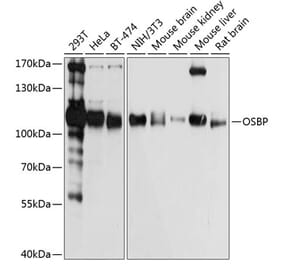 Western Blot - Anti-OSBP1 Antibody (A14501) - Antibodies.com