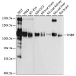 Western Blot - Anti-OSBP1 Antibody (A14501) - Antibodies.com