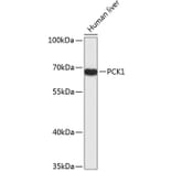Western Blot - Anti-PCK1 Antibody (A4005) - Antibodies.com