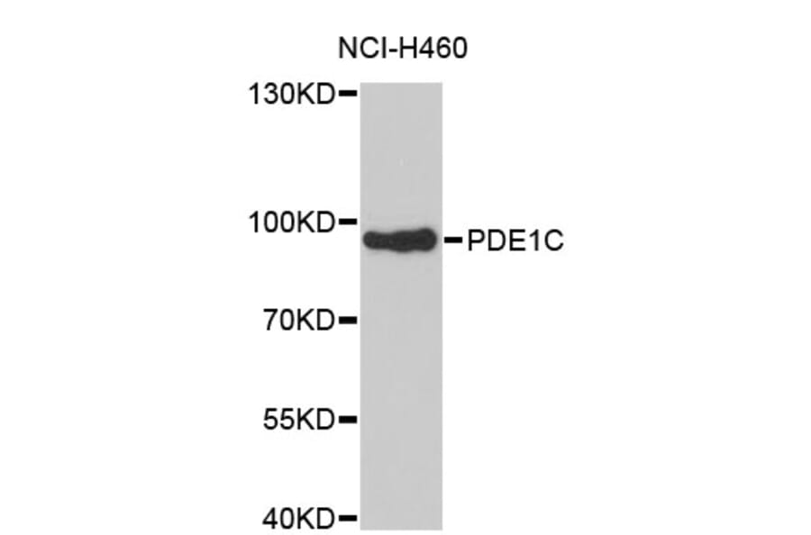 Western Blot - Anti-PDE1C Antibody (A4009) - Antibodies.com