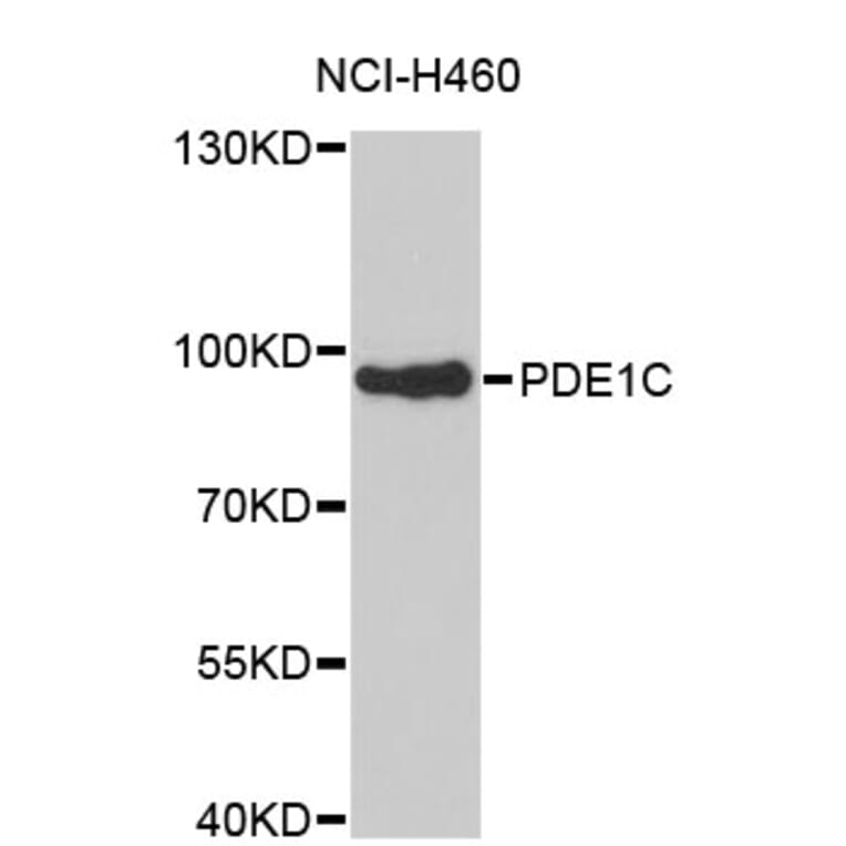 Western Blot - Anti-PDE1C Antibody (A4009) - Antibodies.com
