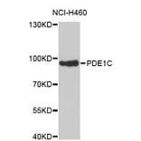 Western Blot - Anti-PDE1C Antibody (A4009) - Antibodies.com