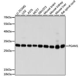 Western Blot - Anti-PGAM1 Antibody (A14506) - Antibodies.com