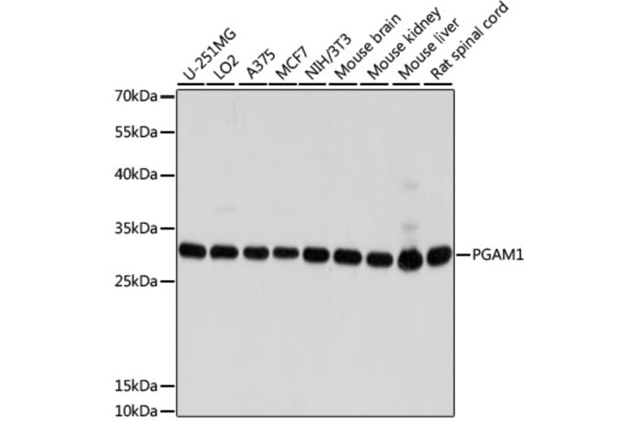 Western Blot - Anti-PGAM1 Antibody (A14506) - Antibodies.com