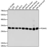 Western Blot - Anti-PGAM1 Antibody (A14506) - Antibodies.com