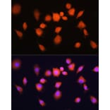 Immunofluorescence - Anti-PGAM1 Antibody (A14506) - Antibodies.com