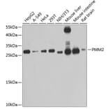 Western Blot - Anti-PMM2 Antibody (A4026) - Antibodies.com