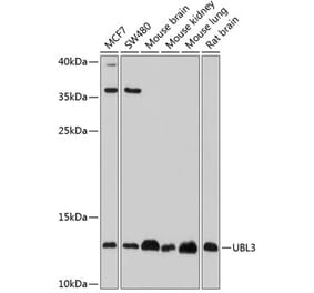 Western Blot - Anti-UBL3 Antibody (A14508) - Antibodies.com