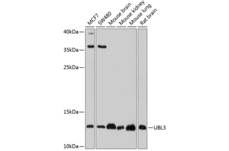 Western Blot - Anti-UBL3 Antibody (A14508) - Antibodies.com