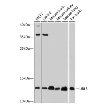 Western Blot - Anti-UBL3 Antibody (A14508) - Antibodies.com