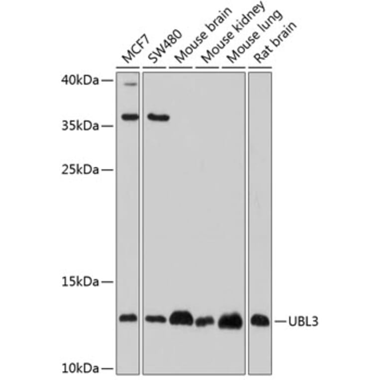 Western Blot - Anti-UBL3 Antibody (A14508) - Antibodies.com